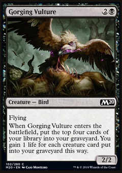 Gorging Vulture